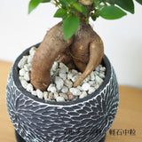 ガジュマル フローラポットアレンジ