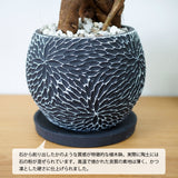 ガジュマル フローラポットアレンジ