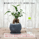 ガジュマル フローラポットアレンジ