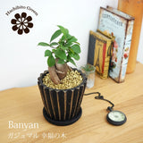 ガジュマル シャビーラインポットアレンジ