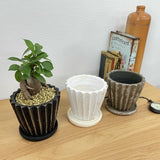 ガジュマル シャビーラインポットアレンジ