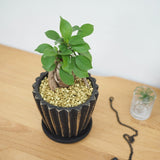 ガジュマル シャビーラインポットアレンジ