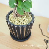 ガジュマル シャビーラインポットアレンジ