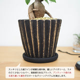 ガジュマル シャビーラインポットアレンジ