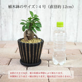 ガジュマル シャビーラインポットアレンジ