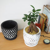 ガジュマル ドットポットアレンジ