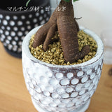 ガジュマル ドットポットアレンジ