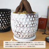 ガジュマル ドットポットアレンジ