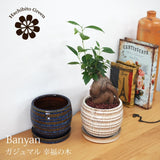 ガジュマル 和モダンポットアレンジ