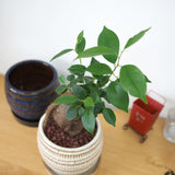 ガジュマル 和モダンポットアレンジ