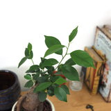 ガジュマル 和モダンポットアレンジ