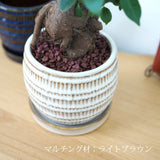 ガジュマル 和モダンポットアレンジ