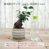 ガジュマル 和モダンポットアレンジ