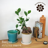 ガジュマル カラーポットアレンジ