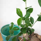 ガジュマル カラーポットアレンジ