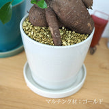 ガジュマル カラーポットアレンジ