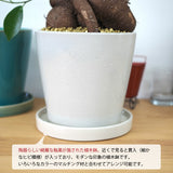 ガジュマル カラーポットアレンジ