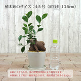 ガジュマル カラーポットアレンジ