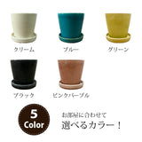 ガジュマル カラーポットアレンジ