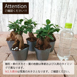 ガジュマル ステラポットアレンジ