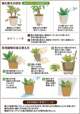 多肉植物&ミニ観葉の土