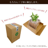 柱サボテン 4号(12cm) 選べるこだわりの品種!