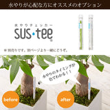 ガジュマル 和モダンポットアレンジ