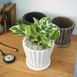 プレミアムポトス ラインポットアレンジ