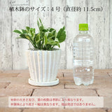 プレミアムポトス ラインポットアレンジ