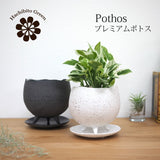 プレミアムポトス イオニアポットアレンジ