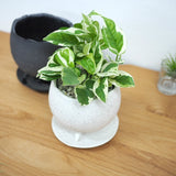 プレミアムポトス イオニアポットアレンジ