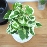 プレミアムポトス イオニアポットアレンジ