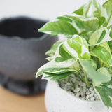 プレミアムポトス イオニアポットアレンジ