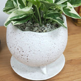 プレミアムポトス イオニアポットアレンジ