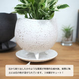 プレミアムポトス イオニアポットアレンジ