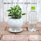 プレミアムポトス イオニアポットアレンジ