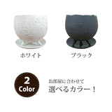 プレミアムポトス イオニアポットアレンジ