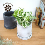 プレミアムポトス セメントポットアレンジ