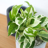 プレミアムポトス セメントポットアレンジ