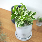 プレミアムポトス セメントポットアレンジ