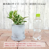 プレミアムポトス セメントポットアレンジ