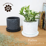 プレミアムポトス フローラポットアレンジ