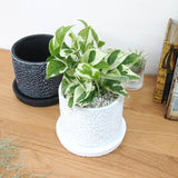 プレミアムポトス フローラポットアレンジ