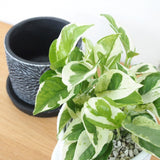 プレミアムポトス フローラポットアレンジ