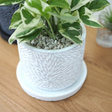 プレミアムポトス フローラポットアレンジ