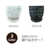 プレミアムポトス ドットアレンジ