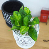 プレミアムポトス ドットアレンジ