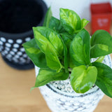 プレミアムポトス ドットアレンジ