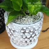 プレミアムポトス ドットアレンジ