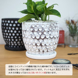 プレミアムポトス ドットアレンジ